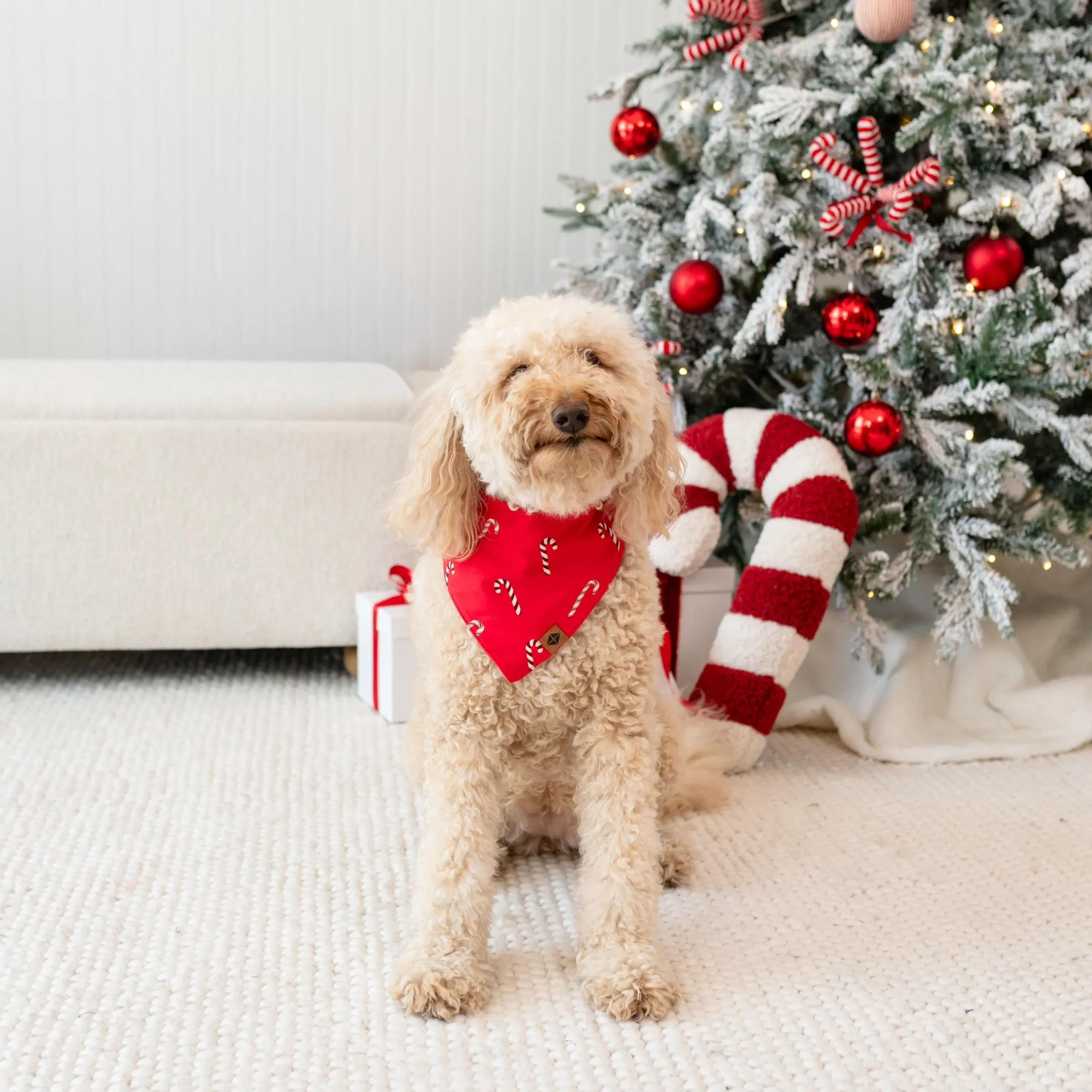 Kyte Baby Dog Bandana in Candy Cane