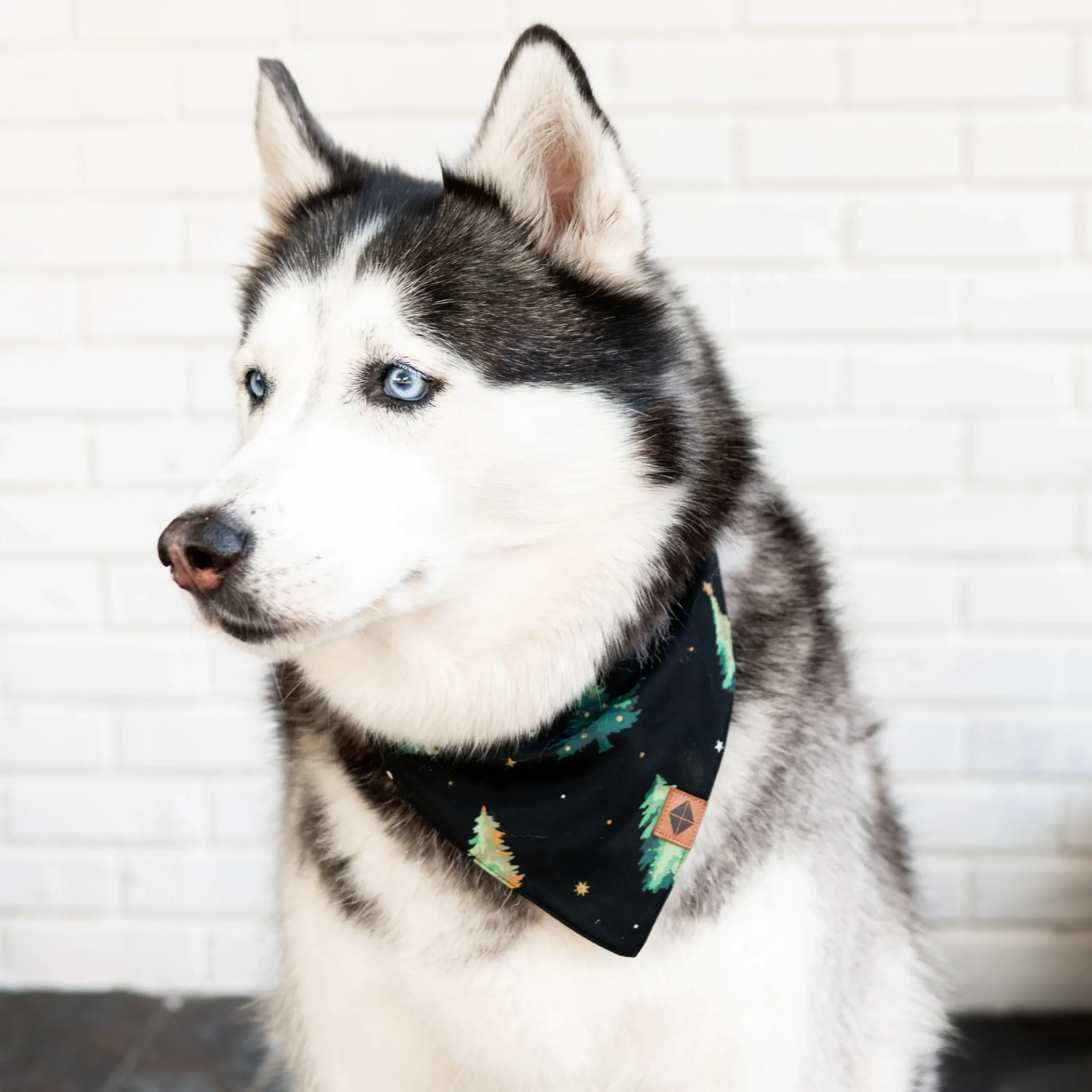 Kyte Baby Dog Bandana in Twinkle Tree Best