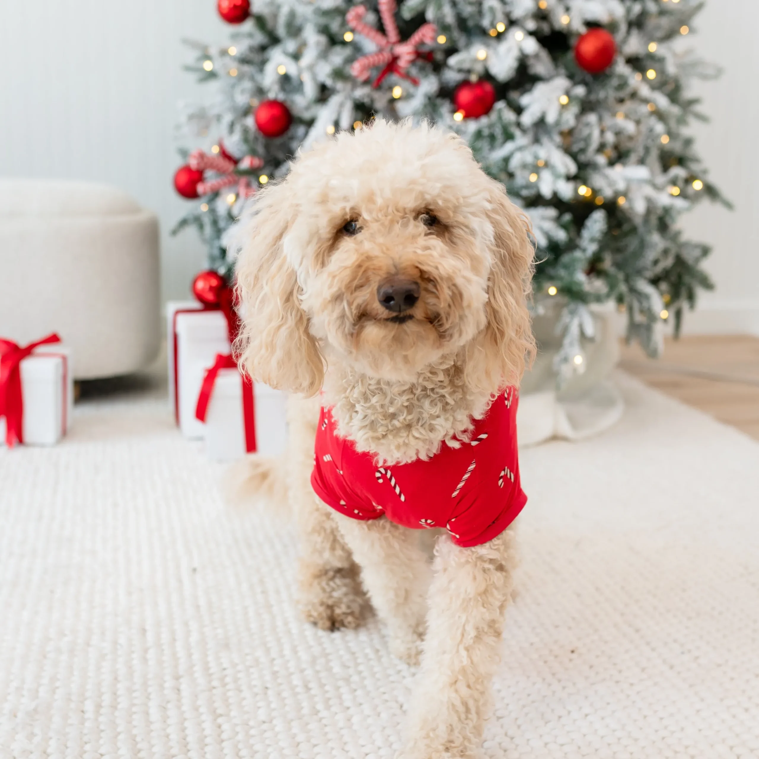 Kyte Baby Dog Tee in Candy Cane Best