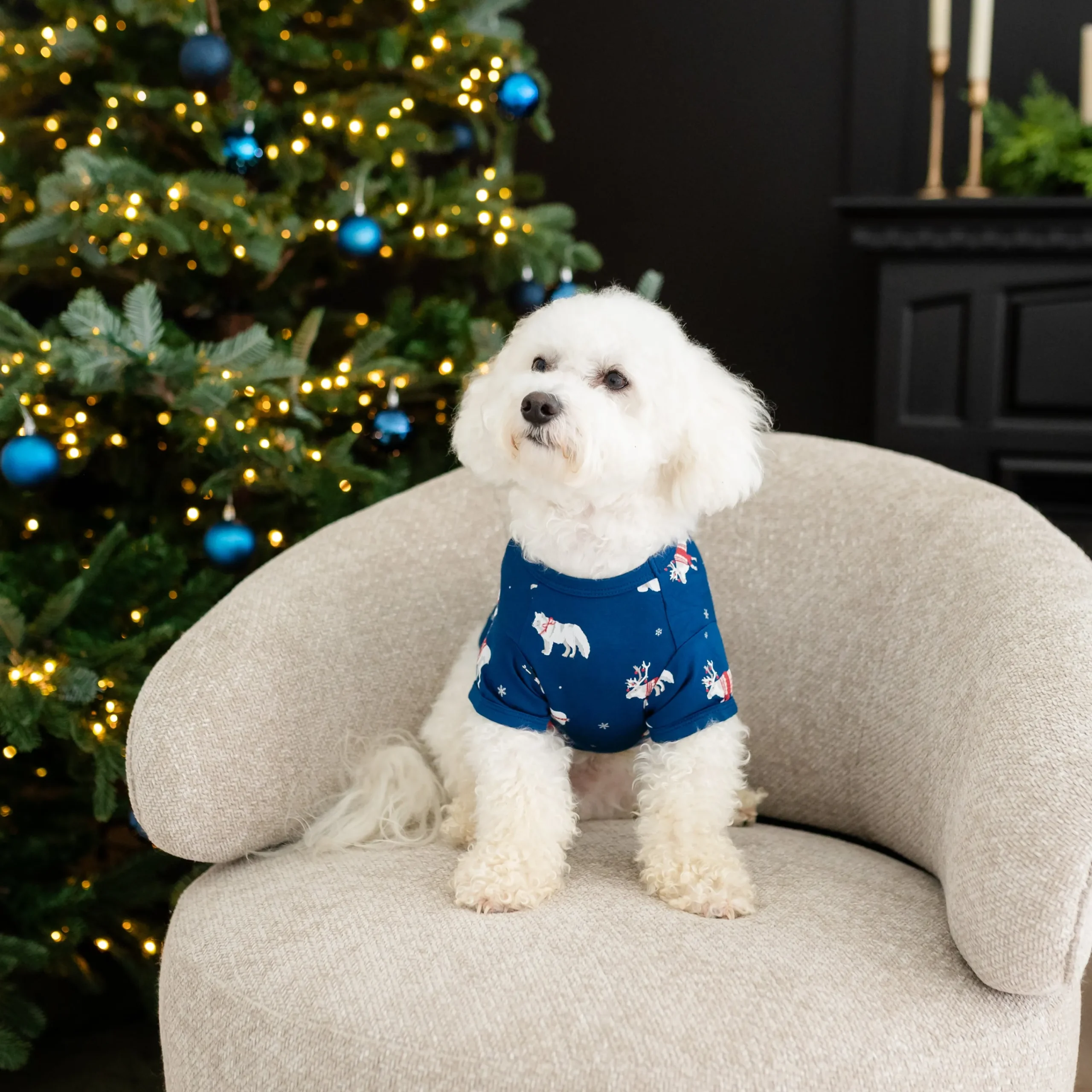 Kyte Baby Dog Tee in Frosty Friends New
